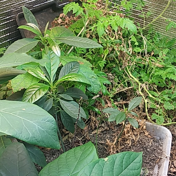 Avocado - Picture 4 of 4